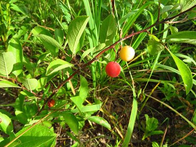 Prunus angustifolia, photographed by Annika Lindqvist