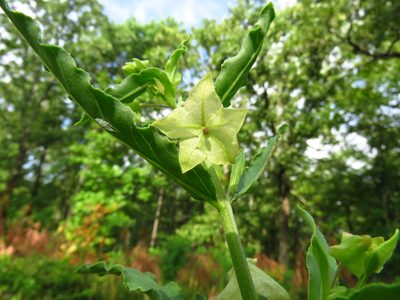 Mirabilis albida, photographed by Annika Lindqvist