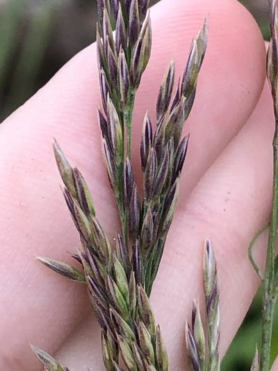 Calamagrostis nutkaensis, photographed by Jared Shorma