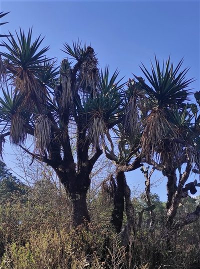 Yucca jaliscensis, photographed by Elena Brancaccio