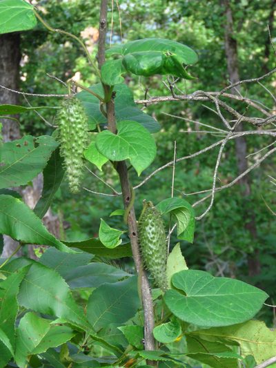Odontostephana hirtelliflora, photographed by Annika Lindqvist