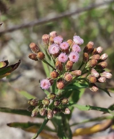 Pluchea salicifolia, photographed by Elena Brancaccio