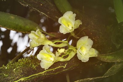 Rodriguezia granadensis, photographed by Daniel Mesa