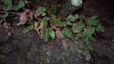 Tectaria zeilanica, photographed by Cheng-Te Hsu