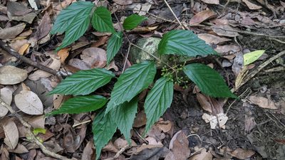 Viburnum luzonicum, photographed by Cheng-Te Hsu