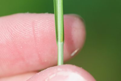 Carex siccata, photographed by Owen Strickland