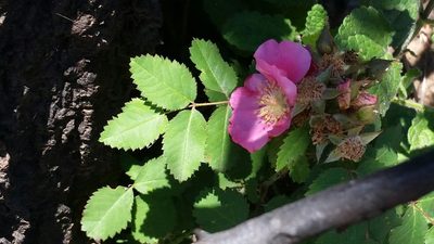 Rosa spithamea, photographed by Alex