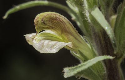 Pedicularis procera, photographed by Craig Martin