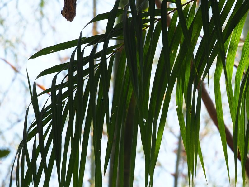 Elaeis guineensis, photographed by 葉子