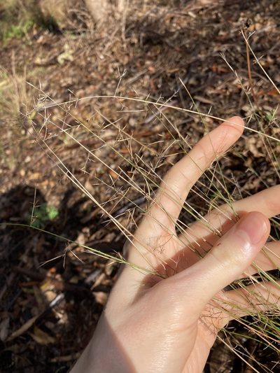 Aristida vagans, photographed by Thomas Mesaglio