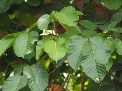 Neolamarckia cadamba, photographed by 葉子