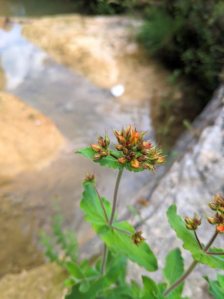 Hypericum caprifolium, photographed by Denys Vynokurov