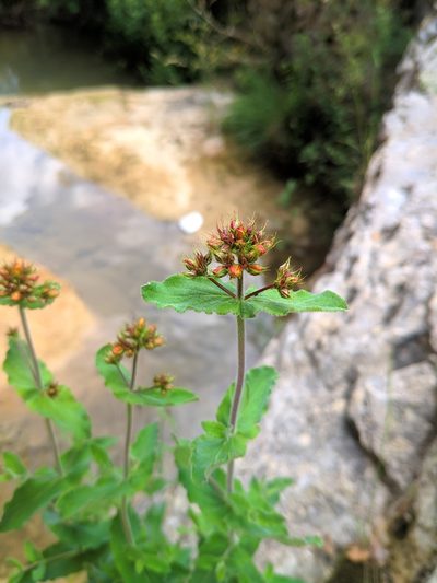 Hypericum caprifolium, photographed by Denys Vynokurov