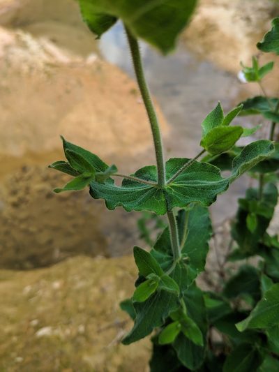 Hypericum caprifolium, photographed by Denys Vynokurov