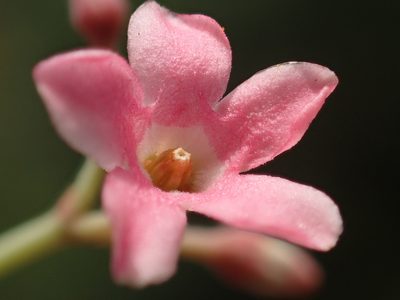 Urceola rosea, photographed by 葉子