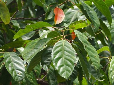 Elaeocarpus serratus, photographed by 葉子