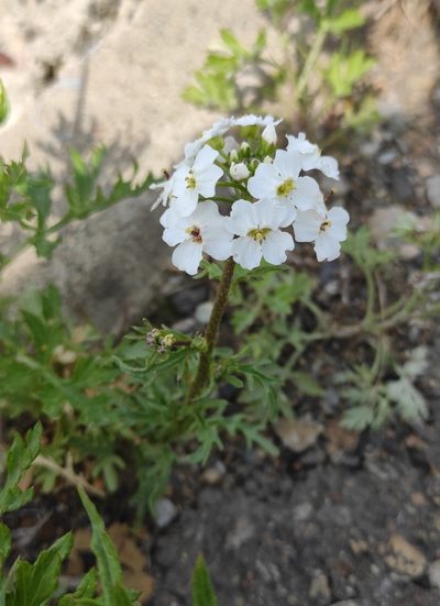 Dontostemon pinnatifidus, photographed by Юлия