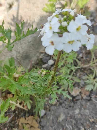 Dontostemon pinnatifidus, photographed by Юлия
