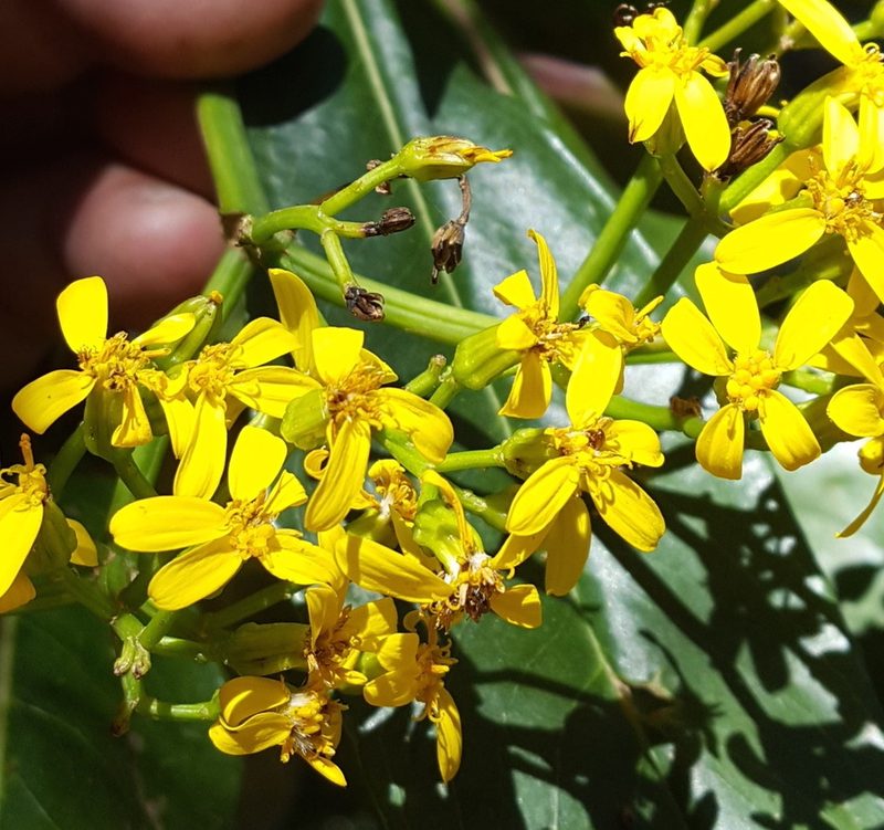 Senecio andrieuxii, photographed by Eugenio Padilla