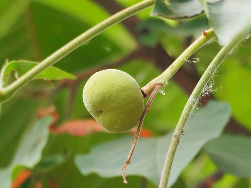 Neolamarckia cadamba, photographed by 葉子