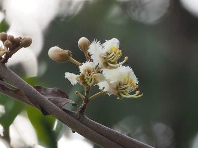 Hiptage benghalensis, photographed by 葉子