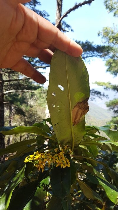 Senecio andrieuxii, photographed by Eugenio Padilla