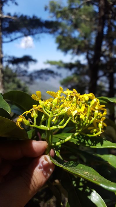 Senecio andrieuxii, photographed by Eugenio Padilla