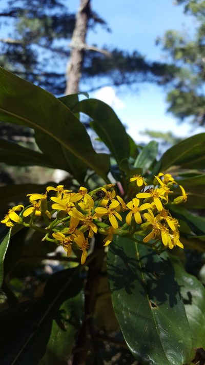 Senecio andrieuxii, photographed by Eugenio Padilla