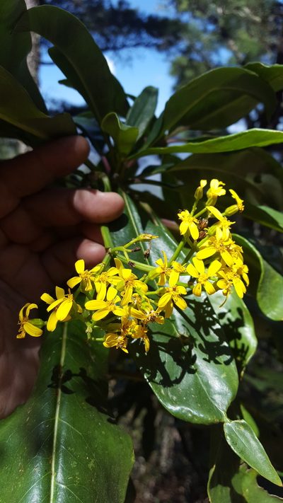 Senecio andrieuxii, photographed by Eugenio Padilla