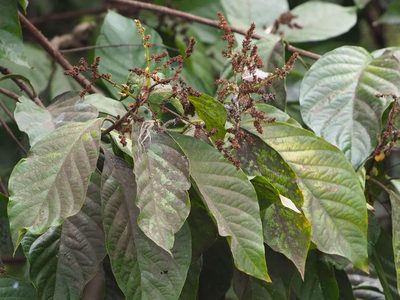 Wendlandia uvariifolia, photographed by 葉子