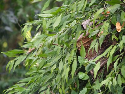 Pothos chinensis, photographed by 葉子
