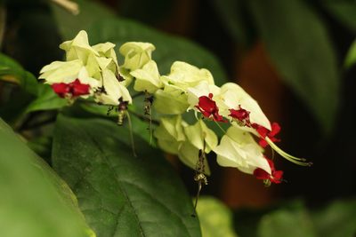 Clerodendrum thomsoniae