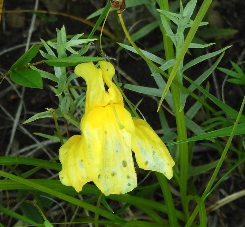 Cymbaria daurica, photographed by Анна Васильченко