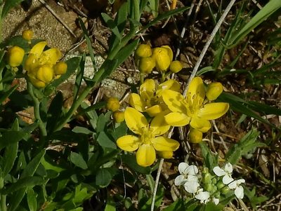 Haplophyllum dauricum, photographed by Анна Васильченко