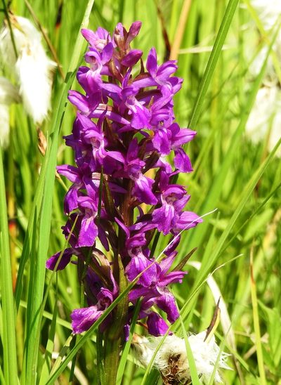Dactylorhiza salina, photographed by Анна Васильченко
