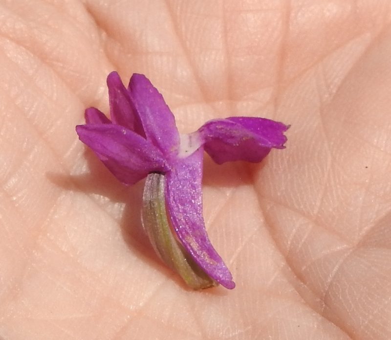 Dactylorhiza salina, photographed by Анна Васильченко