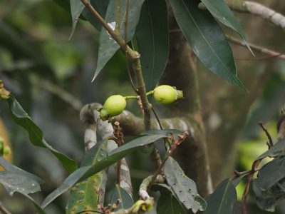 Syzygium jambos, photographed by 葉子
