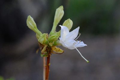 Rhododendron occidentale, photographed by Madeleine Claire