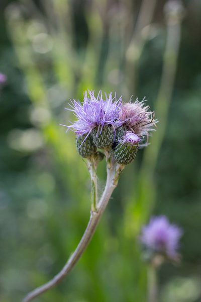 Cirsium monspessulanum, photographed by Tim Johnson