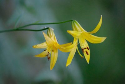 Lilium parryi, photographed by Madeleine Claire