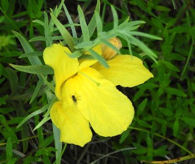 Cymbaria daurica, photographed by Анна Васильченко