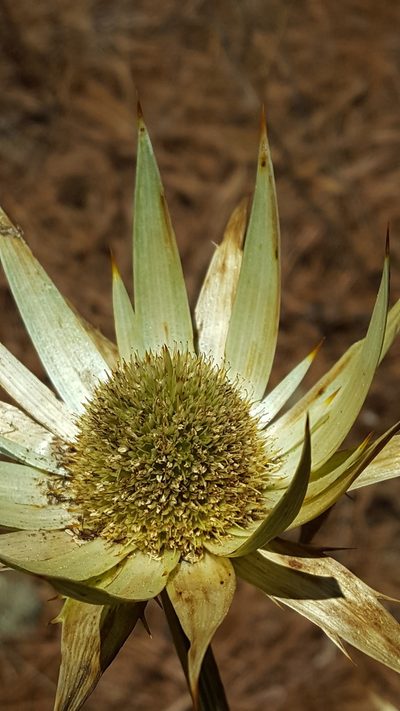 Eryngium cymosum, photographed by Eugenio Padilla