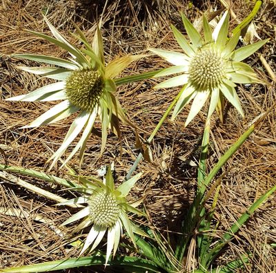 Eryngium cymosum, photographed by Eugenio Padilla