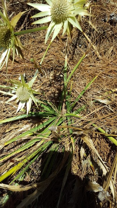 Eryngium cymosum, photographed by Eugenio Padilla