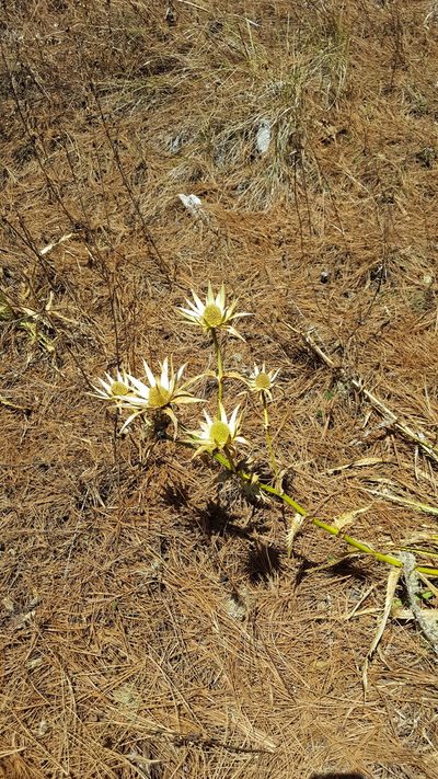 Eryngium cymosum, photographed by Eugenio Padilla