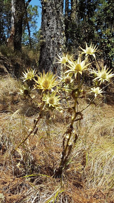 Eryngium cymosum, photographed by Eugenio Padilla