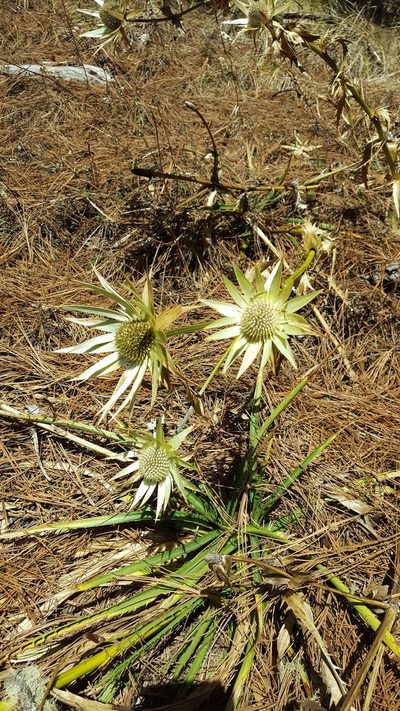 Eryngium cymosum, photographed by Eugenio Padilla