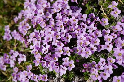 Petrocallis pyrenaica, photographed by Patrick Hacker