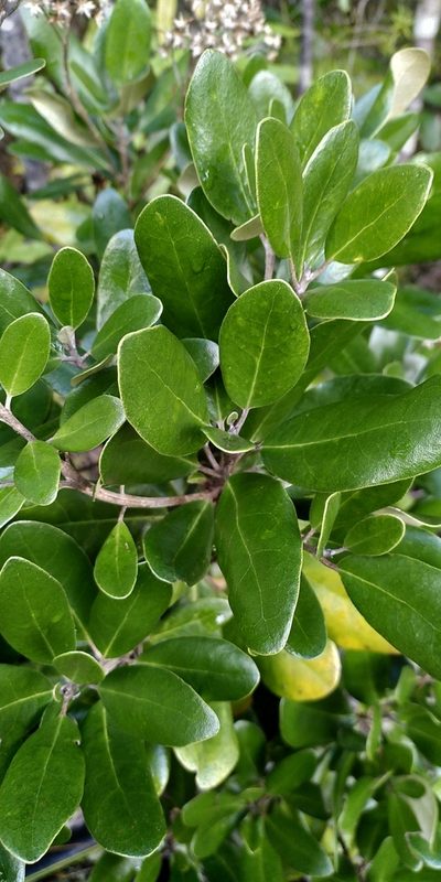 Olearia townsonii, photographed by Loïc Chalmandrier
