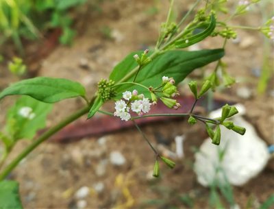 Boerhavia erecta, photographed by Paulmathi Vinod